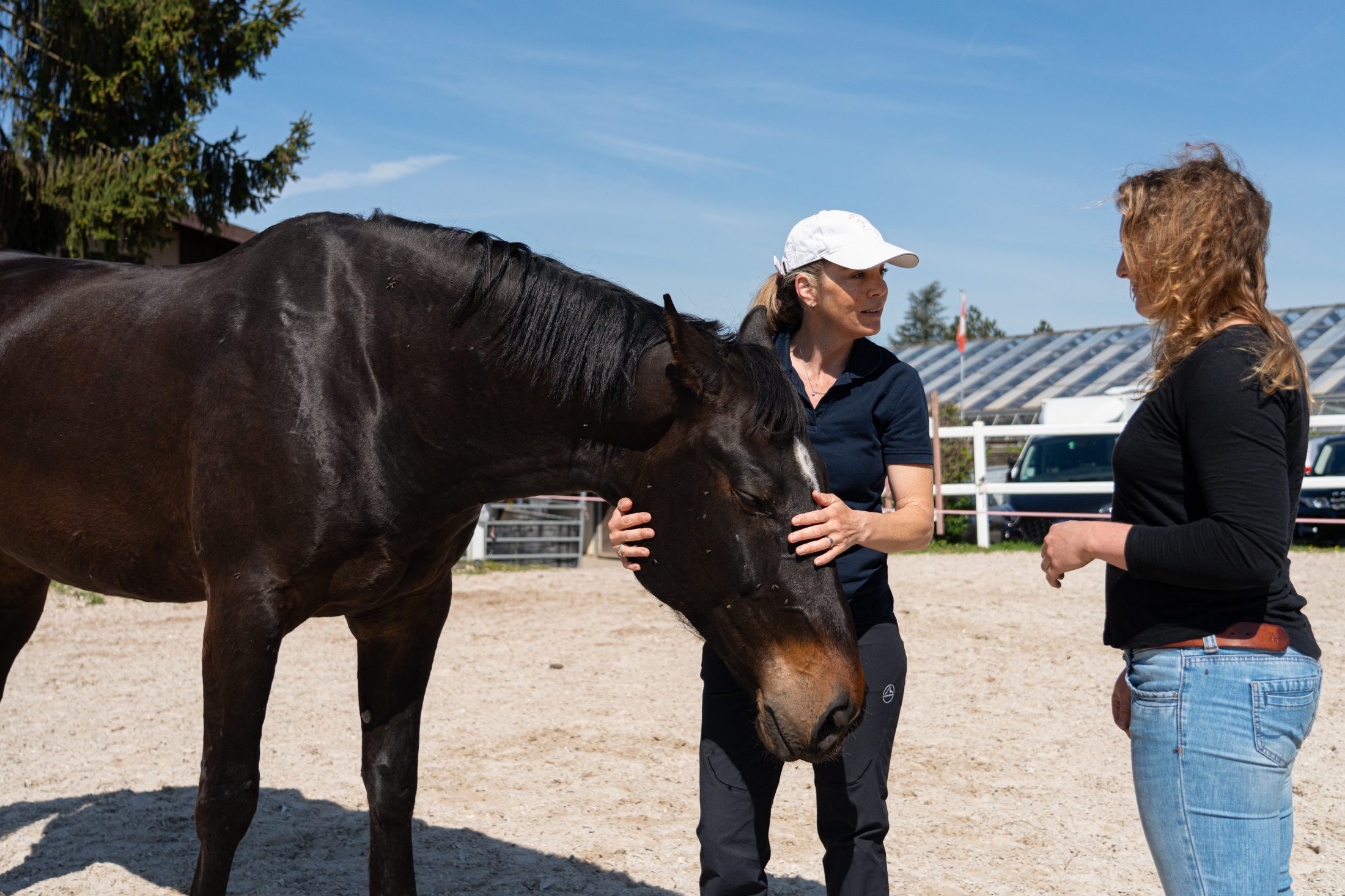 Delfin Horsetraining, Start Coach-Lehrgang 2026