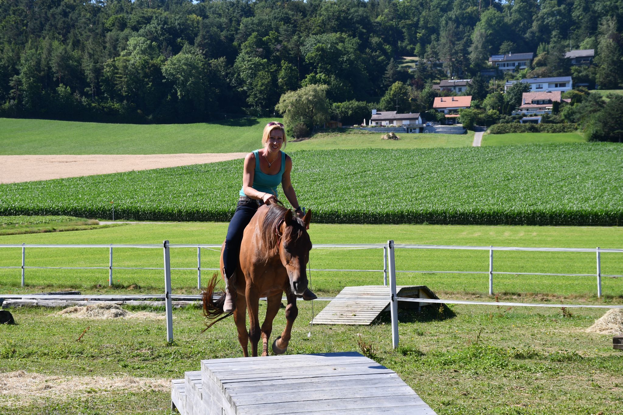 Delfin Horsetraining, Über uns
