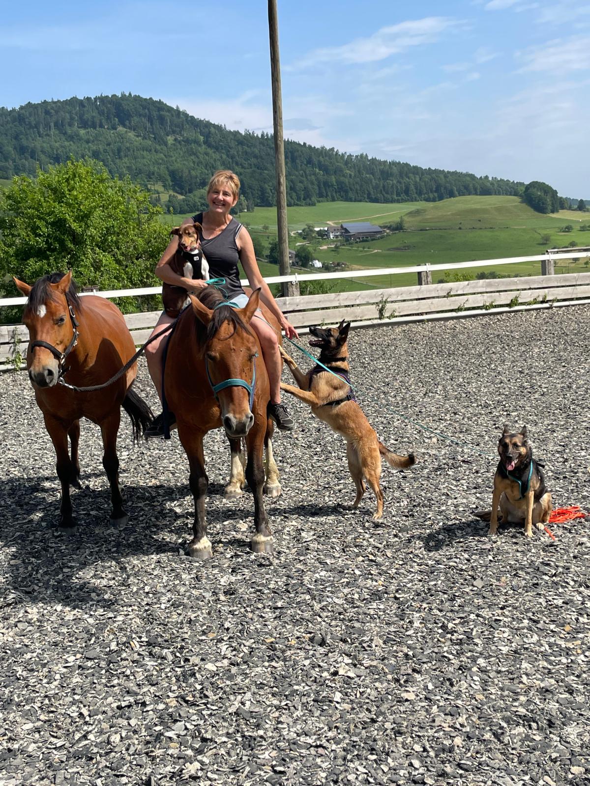 Delfin Horsetraining, Über uns