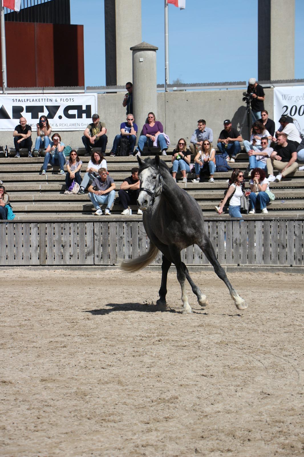 Delfin Horsetraining, OFFA 2025