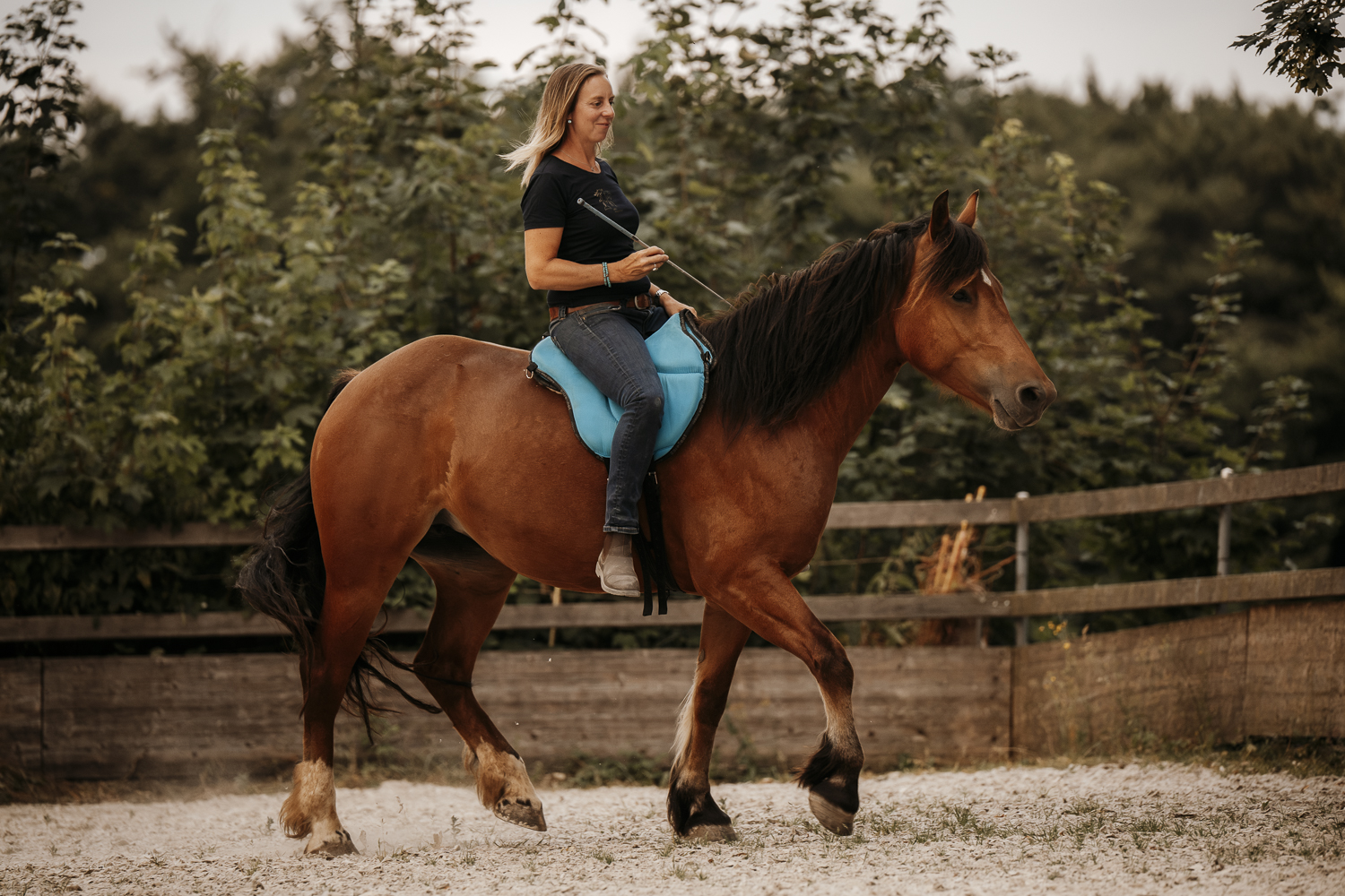 Delfin Horsetraining, Tageskurs: Freireiten in Gunterswilen TG