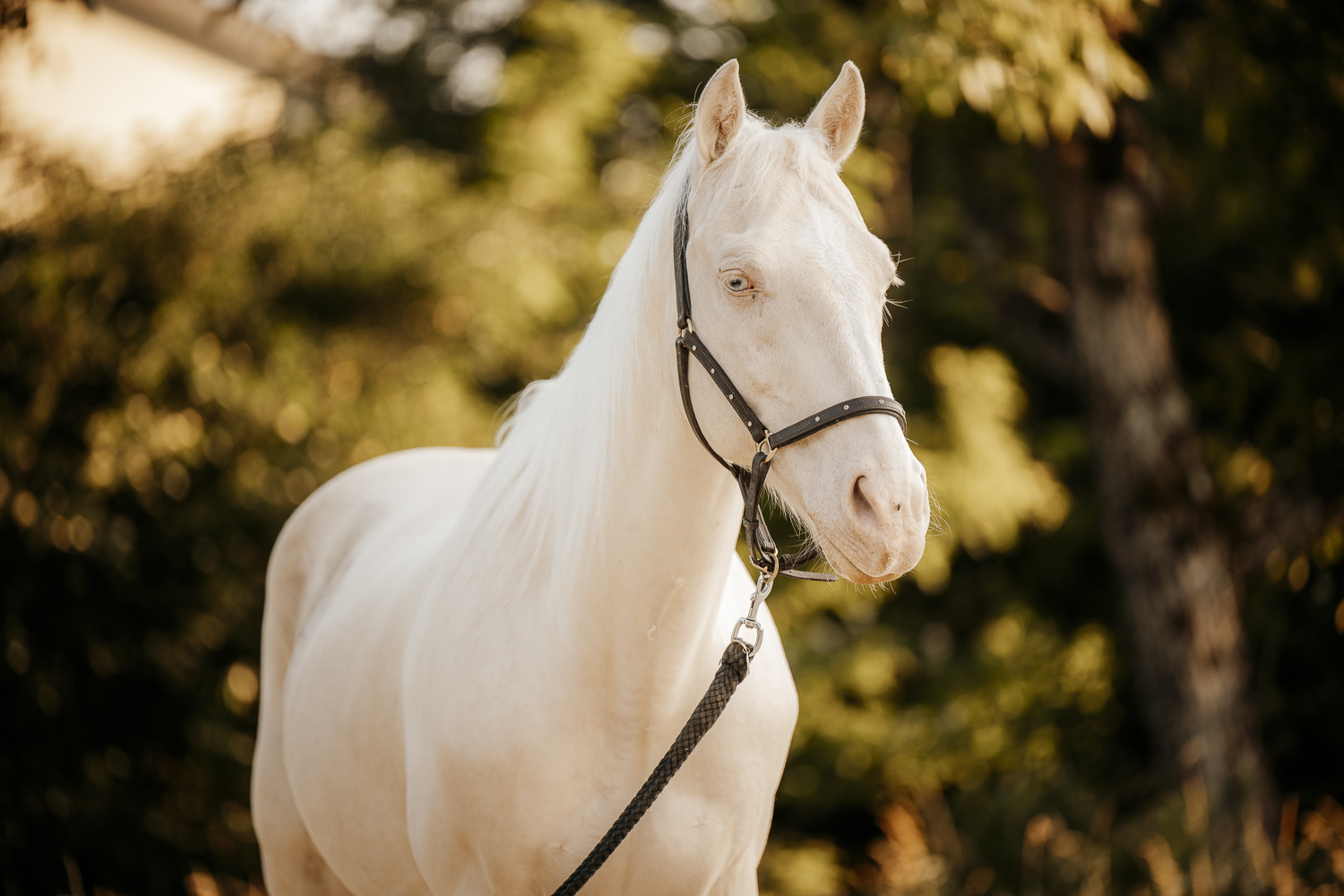 Delfin Horsetraining, Über uns