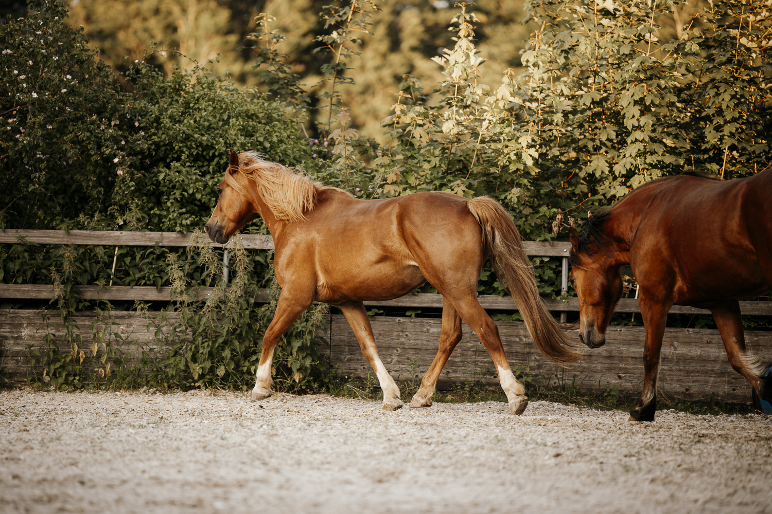 Delfin Horsetraining, Tageskurs: Einführung ins Delfin-Horsetraining in Zug