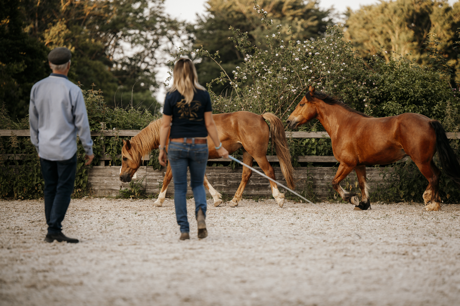 Delfin Horsetraining, 2-Tageskurs in Gampel