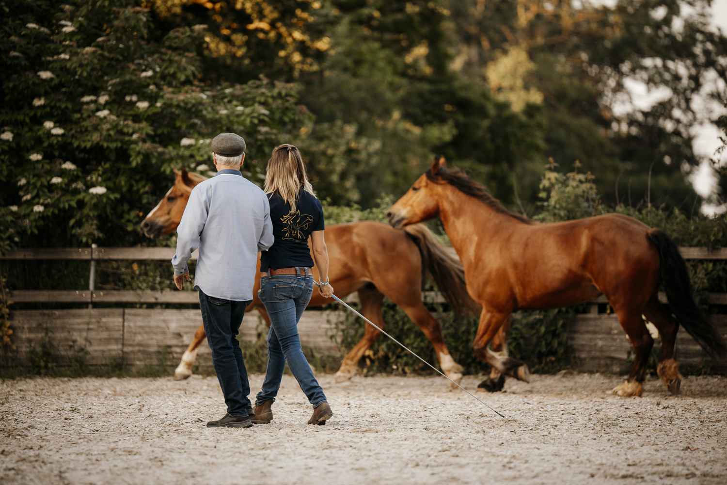 Delfin Horsetraining, Tageskurs für Trainer, Coaches , Ausbildner und Fortgeschrittene
