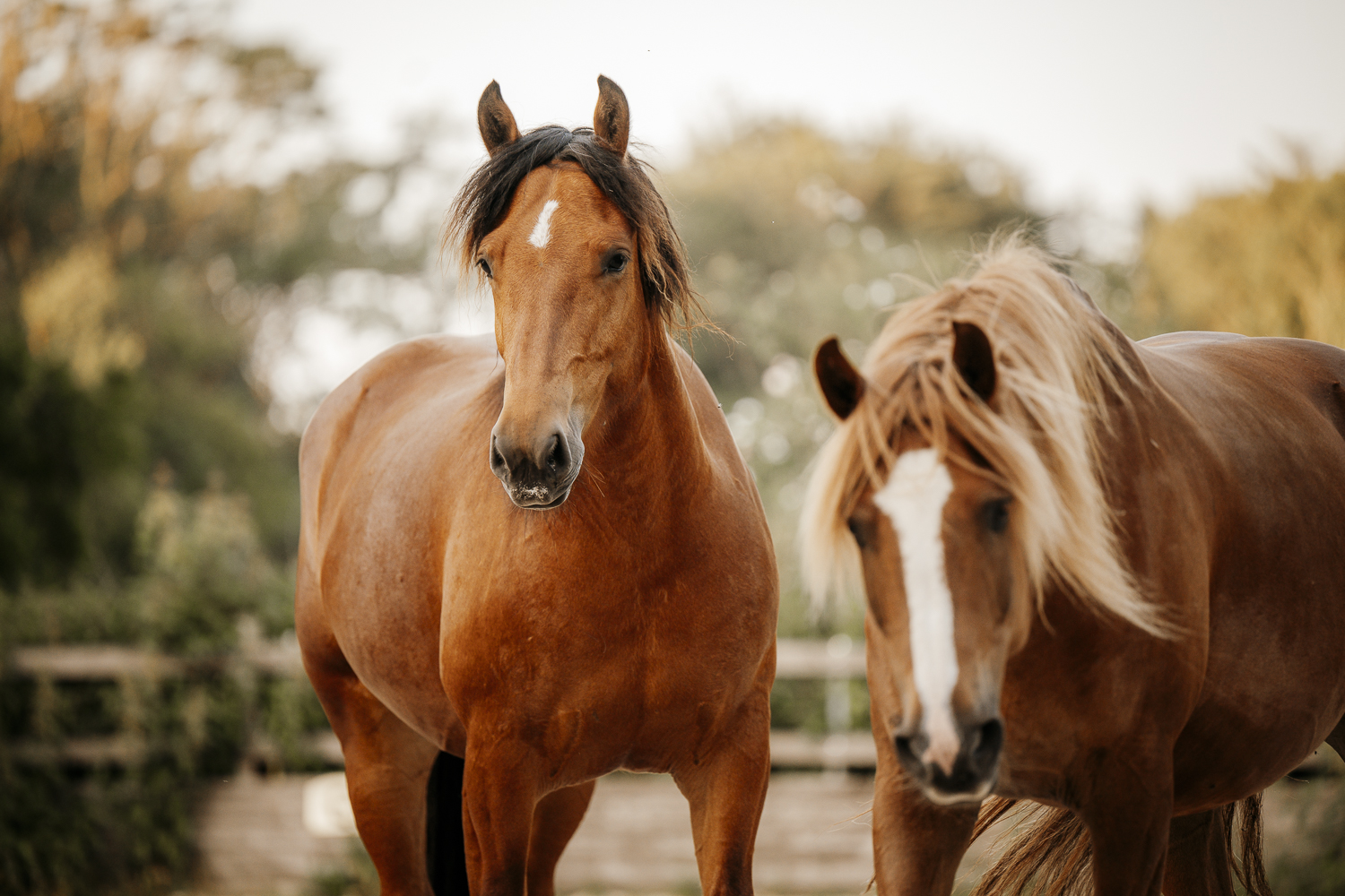 Delfin Horsetraining, Über uns