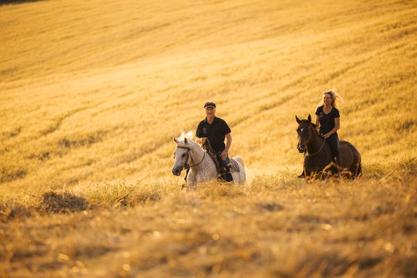 Delfin Horsetraining, Kostenloser Filmevent Erlenhof Reinach BL – AUSGEBUCHT