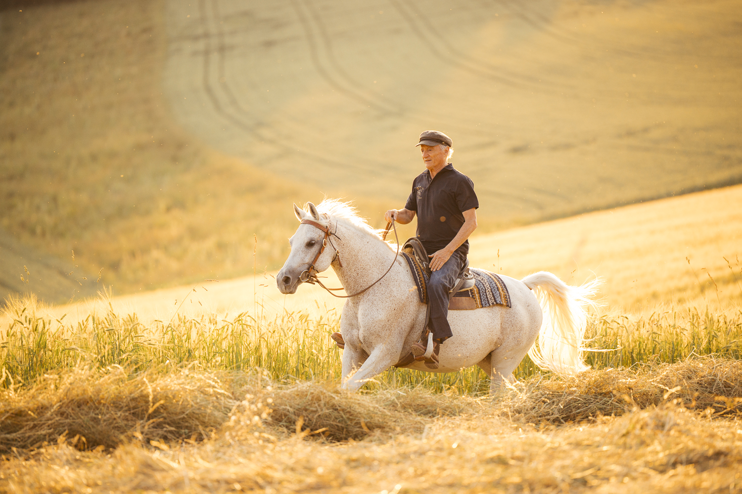 Delfin Horsetraining, Angebote