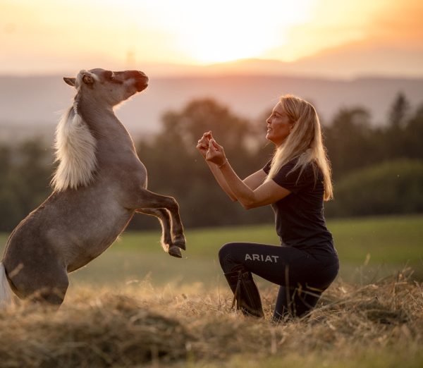 Delfin Horsetraining, Tageskurs für Trainer, Coaches , Ausbildner und Fortgeschrittene