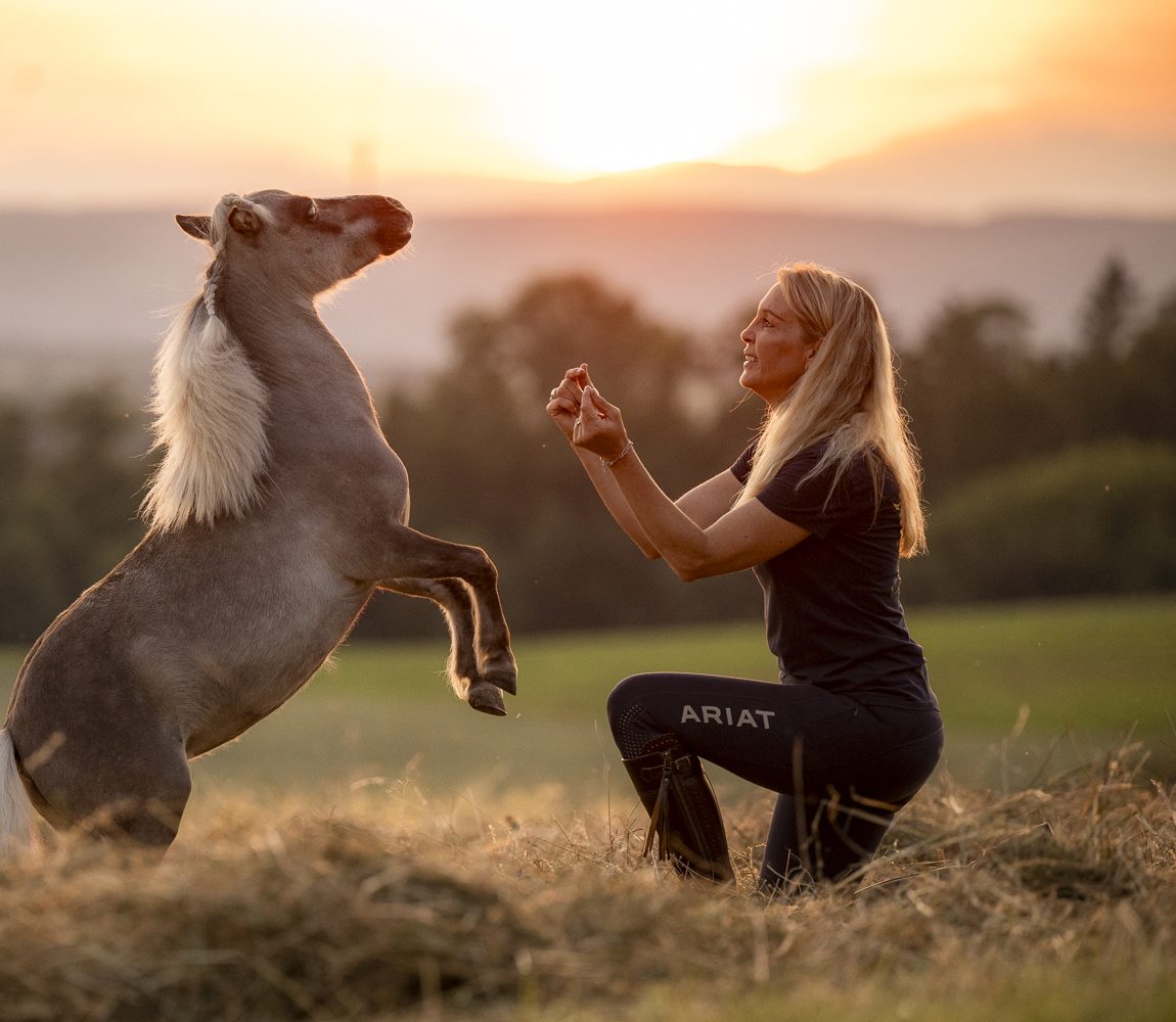 Delfin Horsetraining, Tageskurs für Trainer, Coaches , Ausbildner und Fortgeschrittene