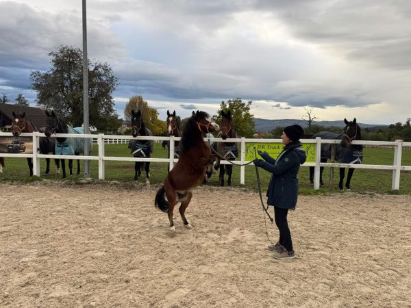 Delfin Horsetraining, Ergänzungskurs für Coaches zum Thema Spiel, Spass und Tricks
