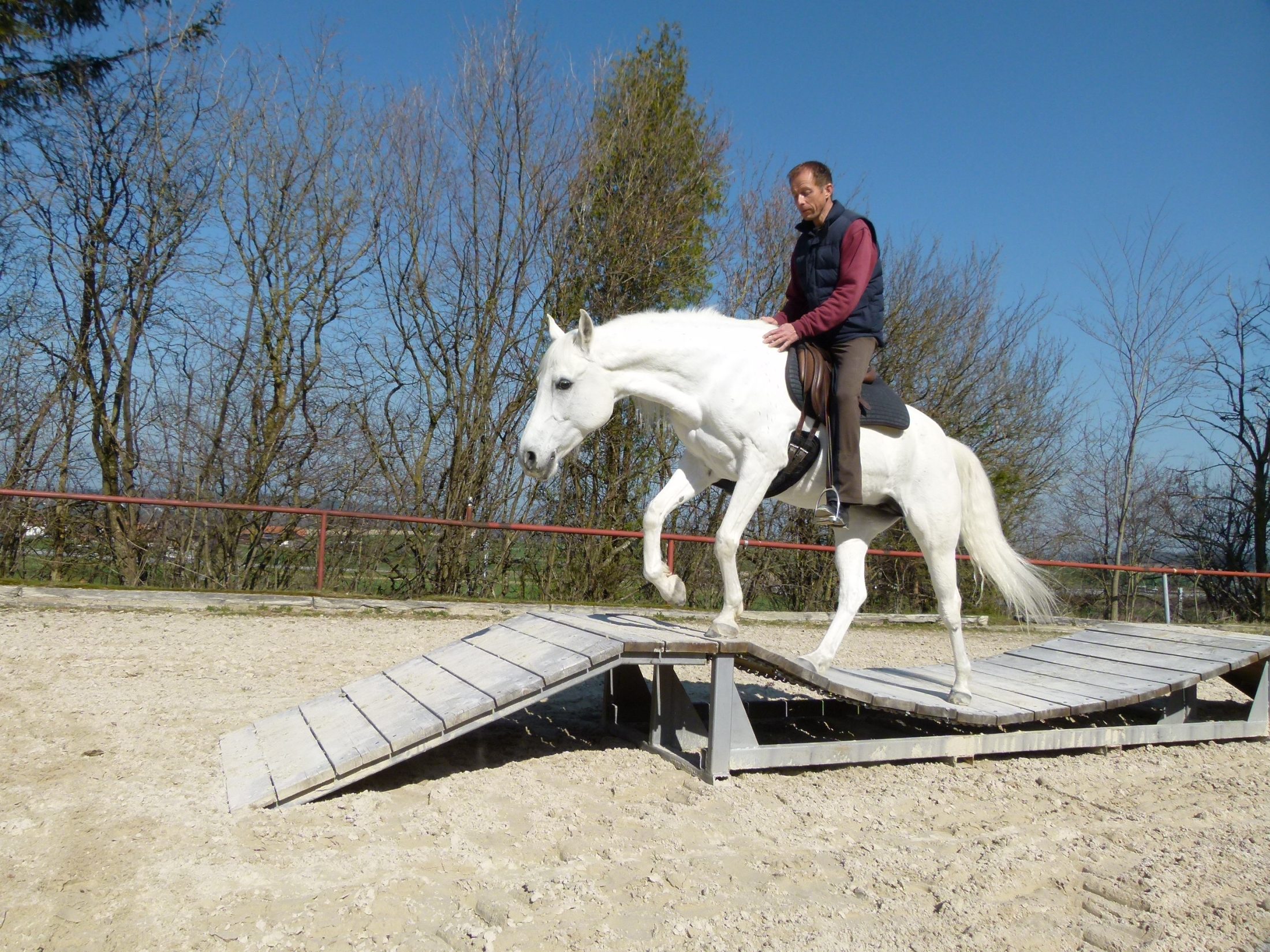 Delfin Horsetraining, Über uns