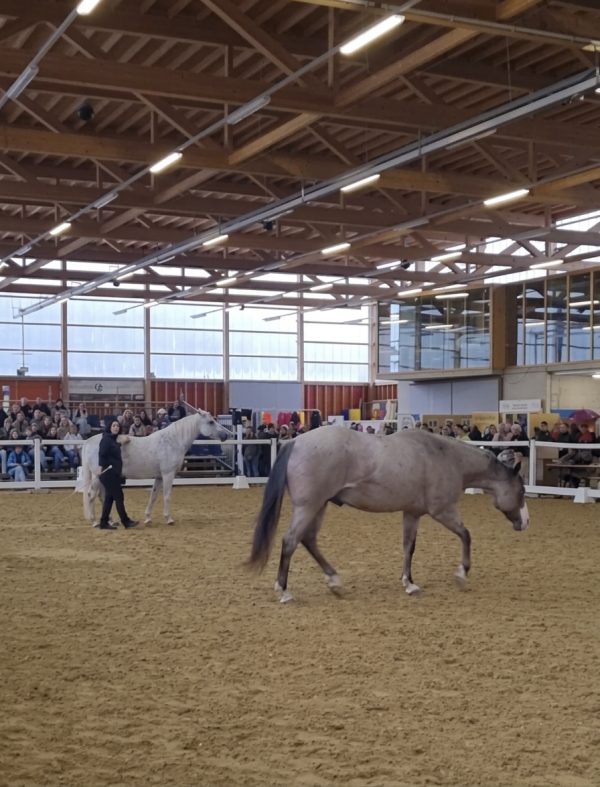 Delfin Horsetraining, Passion 2026