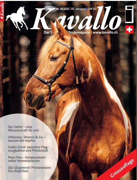 Delfin Horsetraining, Unser Onlinekurs unter der Lupe von Kavallo