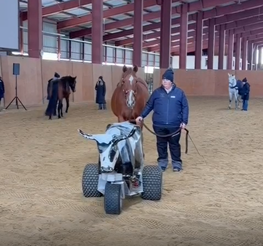 Delfin Horsetraining, Tageskurs Gelassenheit in Emmen 22.11.25