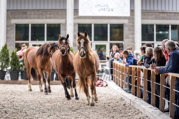Delfin Horsetraining, OFFA St.Gallen 15.4-19.4.26