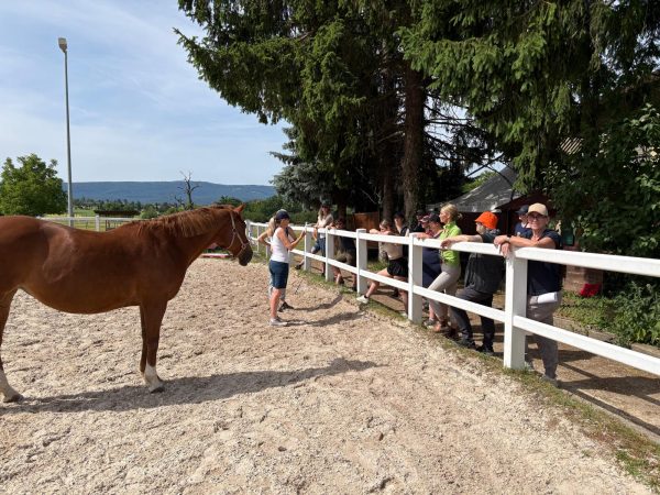 Delfin Horsetraining, Erfolgreicher Start in den Verlasspferd-Lehrgang 2026